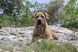 CANE CORSO 063